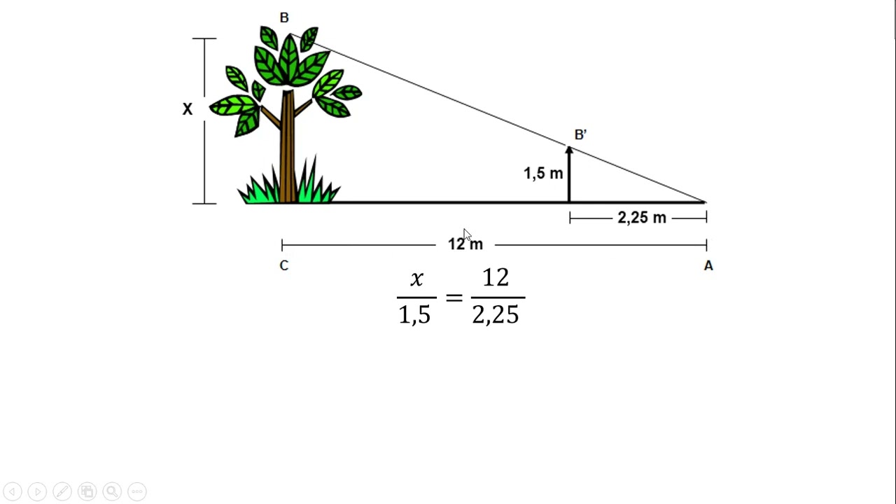 Cómo calcular la altura de un árbol utilizando la similitud de triángulos